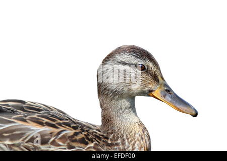 Ritratto di isolato di una femmina di Mallard duck ( Anas platyrhynchos ) Foto Stock