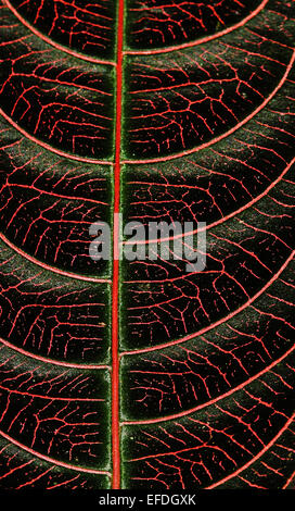 Rosso modelli di vena nel verde scuro della foglia tropicale a terra impianto dimora nella foresta di pioggia del Costa Rica Foto Stock