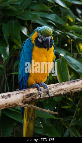 Blu e arancione del piumaggio, Psittacidae Orthopsittaca, Macaw pappagallo appollaiato. Foto Stock