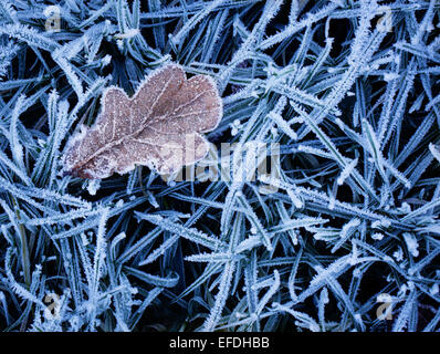 Coperto di brina foglie di quercia giacente su frosty erba Foto Stock
