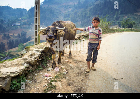 Ragazzo con buffalo sulla strada, il Vietnam Asia Foto Stock