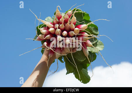 Donna mano che tiene un grappolo di ravanello lungo nella parte anteriore del cielo Foto Stock