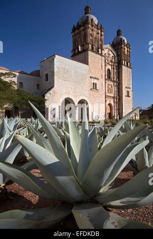 Oaxaca, Messico - Agave piante che crescono nella parte anteriore della chiesa di Santo Domingo. Agave è cresciuto in tutta la provincia per rendere mezcal. Foto Stock