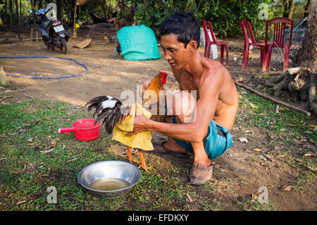 Un uomo con un gallo, Phu Quoc Island, Vietnam Foto Stock