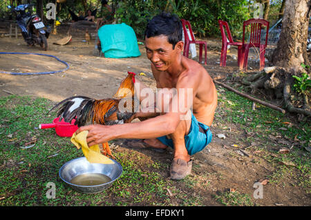 Un uomo con un gallo, Phu Quoc Island, Vietnam Foto Stock