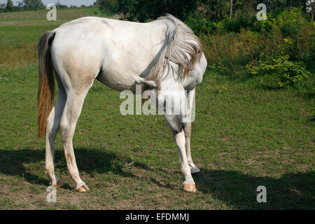 Bella arabian white horse pascolare nel prato estivo Foto Stock