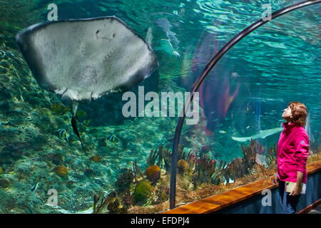 La Stingray, acquario in Loro Parque, Puerto de la Cruz, Tenerife, Isole Canarie, Spagna Foto Stock