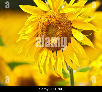 Luminoso giallo girasole in un campo in Francia Foto Stock