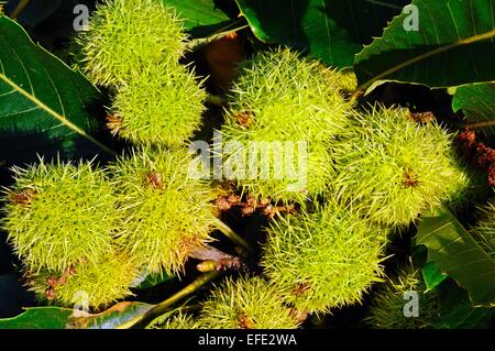 Castagne commestibili in cialde che cresce sull'albero, UK. Foto Stock