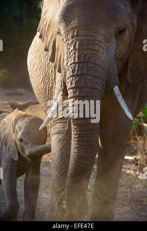 Elefante africano (Loxodonta africana), femmina con giovani, Samburu riserva nazionale, Kenya Foto Stock