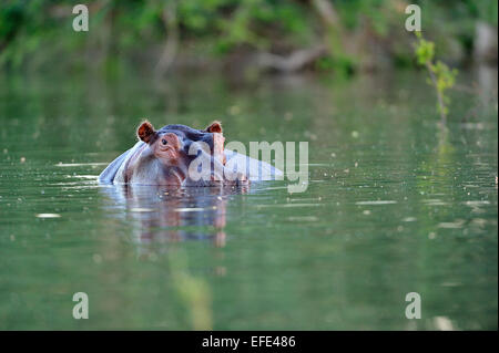 Ippopotamo (ippopotamo amphibicus), ritratto in acqua, tributario dello Zambesi Lower Zambezi National Park, Zambia Foto Stock