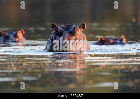 Ippopotamo (ippopotamo amphibicus), ritratto in acqua, retroilluminato, tributario dello Zambesi Lower Zambezi National Park, Zambia Foto Stock