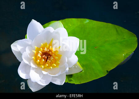 Ninfea bianca Foto Stock