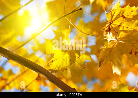 Giallo autunno foglie di acero e sun Foto Stock