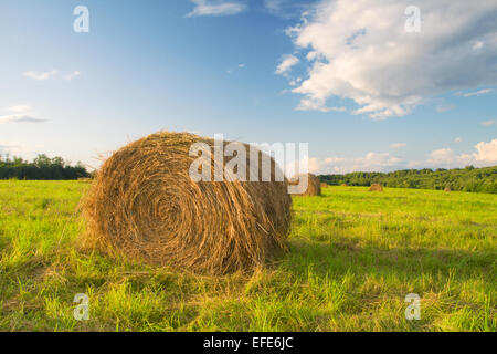 Balle di fieno in un campo Foto Stock