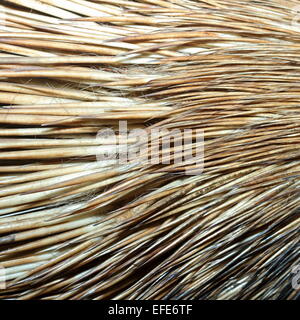 Dettaglio del real istrice fur ( hystyrix cristata ) Foto Stock