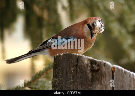 Eurasian jay ( Garrulus glandarius ) guardando semi sul moncone alimentatore Foto Stock