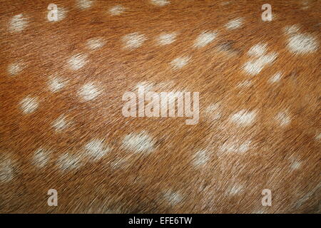 Daini ( dama ) macchie sulla trama pelliccia reale dettaglio Foto Stock