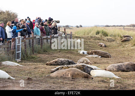 Le persone che ricercano le foche grigie, Halichoerus grypus, Donna Nook riserva naturale nazionale, Lincolnshire, England, Regno Unito Foto Stock