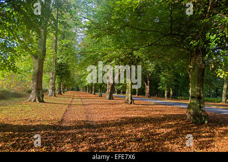 Lime; albero; avenue; Clumber; Parco; Sherwood; foresta; Worksop; Nottinghamshire, Regno Unito Foto Stock