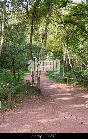 Sherwood; antiche; foresta; visitatore; centro; Worksop; Nottinghamshire; UK; Foto Stock