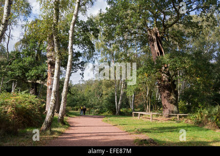 Sherwood; antiche; foresta; visitatore; centro; Worksop; Nottinghamshire; UK; Foto Stock