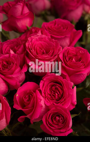 molte rose rosse Foto Stock