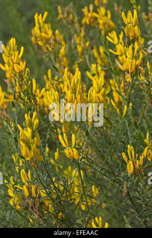 Dyer la ginestra, Dyer's Greenweed, Färber-Ginster, Färberginster, Ginster, Färberpflanze, Genista tinctoria, Genêt des teinturiers Foto Stock