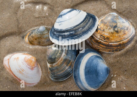 Atlantic surf Clam Clam bar, spessa surfclam, Feste Trogmuschel, Dickschalige Trogmuschel, Spisula solida, Muschelschale, shell Foto Stock