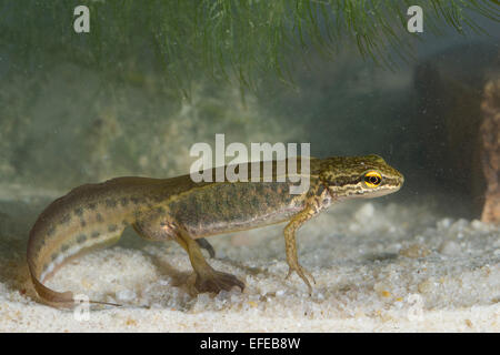 Newt palmate, maschio, Fadenmolch, Männchen, Wassertracht, Faden-Molch, Leistenmolch, Lissotriton helveticus, Triturus helveticus Foto Stock