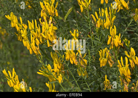 Dyer la ginestra, Dyer's Greenweed, Färber-Ginster, Färberginster, Ginster, Färberpflanze, Genista tinctoria, Genêt des teinturiers Foto Stock