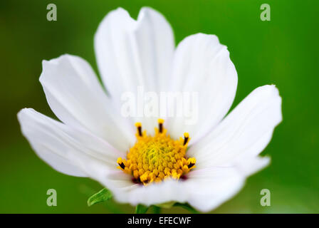 Chiudere fino a un Bianco fiore Cosmea su un prato di fiori cartolina motivo o il motivo di sfondo Foto Stock