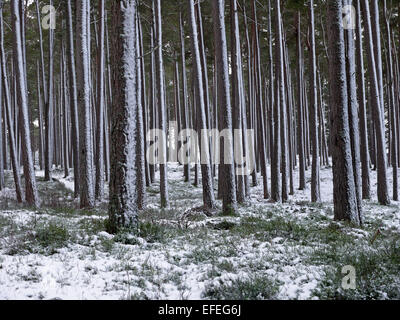 Caledonian Pineta in inverno in Scozia Foto Stock