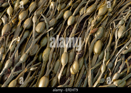 Annodato Wrack Seedweed lavato fino dopo una tempesta di neve Foto Stock