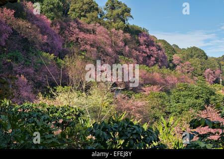 Wild Himalayan fiori ciliegio (Prunus cerasoides), Khun Chang Khian, Chiang Mai, Thailandia Foto Stock