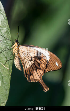 Beffardo coda forcuta farfalla. (Papilio dardano) Lato inferiore del parafango. Foto Stock