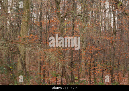 Bosco di latifoglie in Germania, Boeblinger Wald, Boeblinger Wald, natura serbatoio. Foto Stock