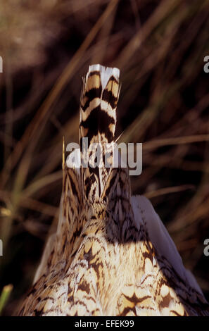 Piumaggio closeup di sharp-tailed grouse (Tympanuchus phasianellus) mentre la caccia nella prateria vicino a Pierre Dakota del Sud Foto Stock