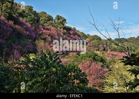 Wild Himalayan cherry blossoms (Prunus cerasoides), Khun Chang Khian, Chiang Mai, Thailand Foto Stock