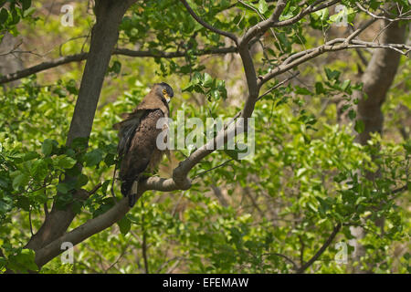 Crested Eagle serpente (Spilornis cheela) Foto Stock