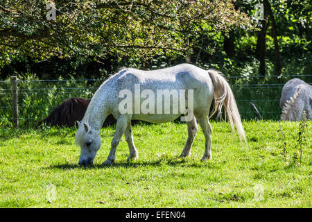 Un patinato bianco cavallo al pascolo in un campo. Foto Stock