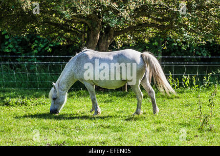 Un patinato bianco cavallo al pascolo in un campo. Foto Stock