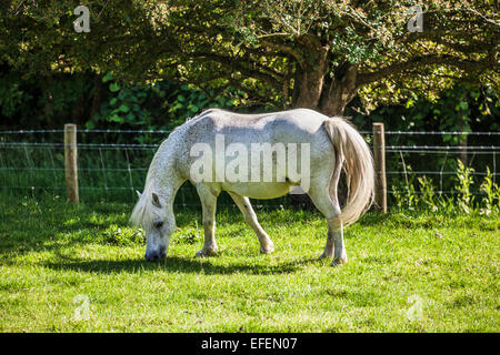 Un patinato bianco cavallo al pascolo in un campo. Foto Stock