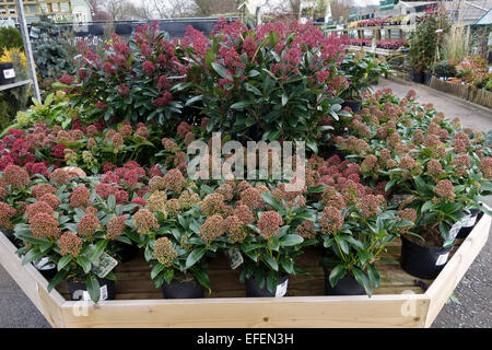 Skimmia japonica 'Rubella' & 'Fragrant Cloud' in vendita presso un centro giardino nel Regno Unito Foto Stock