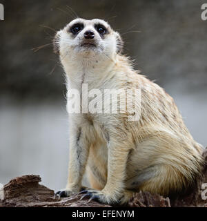 Suricate o Meerkat (Suricata suricatta), seduta sul log Foto Stock