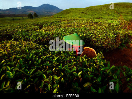 Una donna che decapora il tè camminando sul sentiero tra piantagione di tè a Pangalengan, Bandung, Giava occidentale, Indonesia. Foto Stock