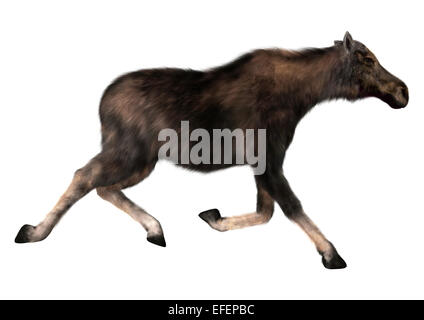 3D render digitale di una esecuzione di alci femmina (Nord America) o elk eurasiatica (Europa) o Alces alces isolati su sfondo bianco Foto Stock