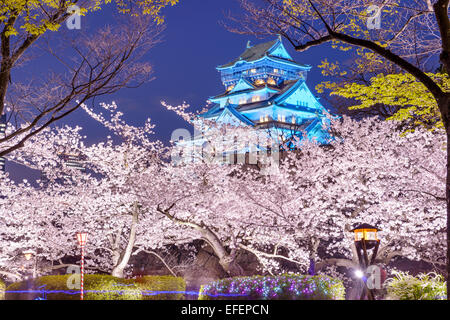 Osaka in Giappone a Osaka, Castello con fiori di ciliegio. Foto Stock