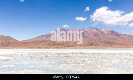 Fenicotteri in Laguna Hedionda, Uyuni deserto, Altiplano, Bolivia, Sud America Foto Stock