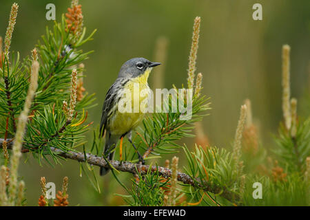 Kirtland Il trillo - Dendroica kirtlandii Foto Stock